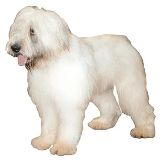 Perro pastor rumano de Mioritza
