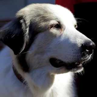 Perro de montaña de los Pirineos