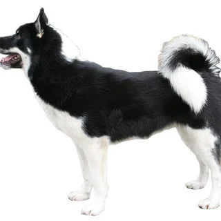 Perro de Groenlandia