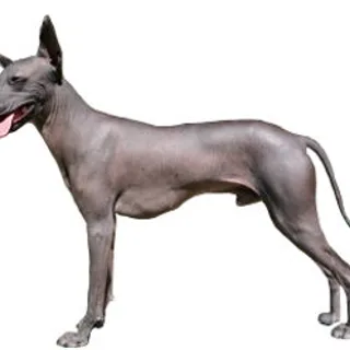 Perro sin pelo del Perú