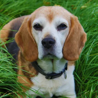 Beagle