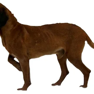 Sabueso de montaña de Baviera