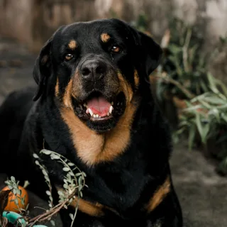 Rottweiler