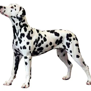 Dálmata