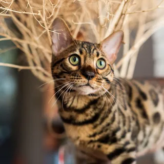 Bengal