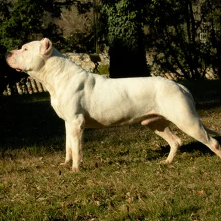 Dogo Argentino