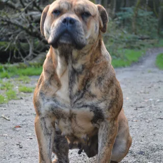Dogo Mallorquín