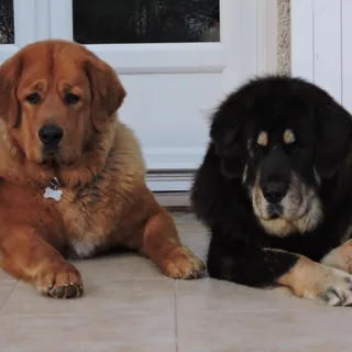 Dogo del Tíbet