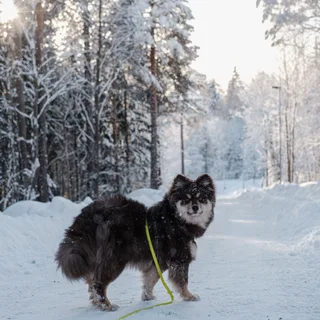 Perro finlandés de Laponia