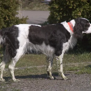 Franse Spaniel