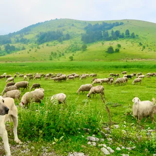Kangal