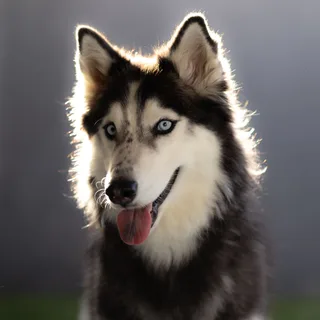 Laika de Yakutia
