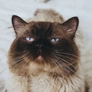 Himalayen