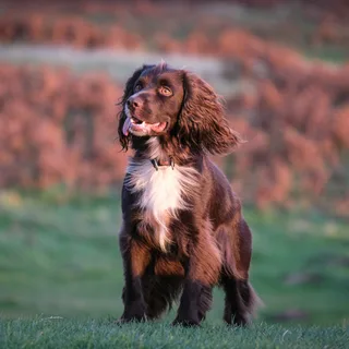Saint-Usuge Spaniel