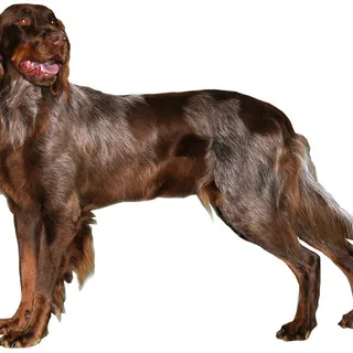 Picardy Spaniel