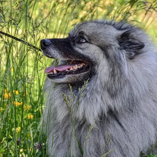 Keeshond