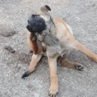 Pastor Belga Malinois