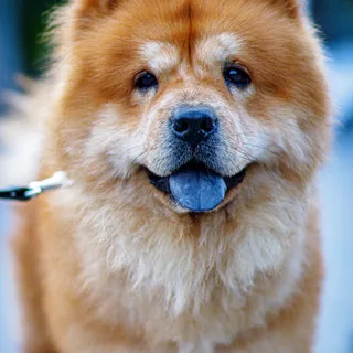 Chow Chow