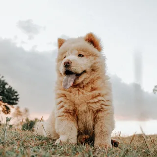 Chow-chow