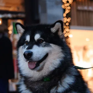 Malamute de Alaska
