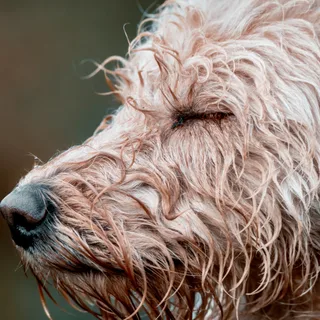 Labradoodle
