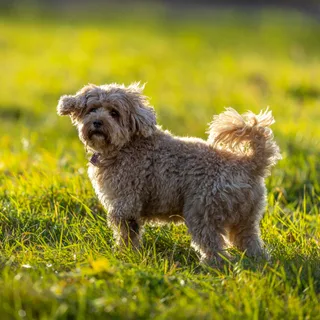 Cavapoo