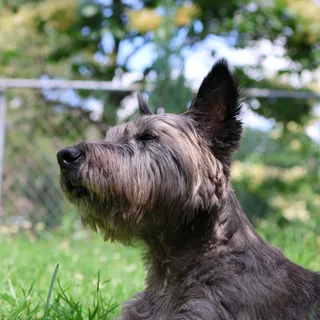 Cairn Terrier