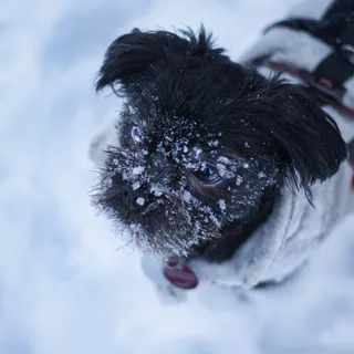 Affenpinscher