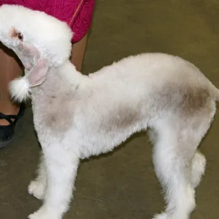 Bedlington Terrier