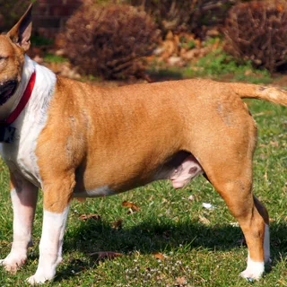 Bull Terrier