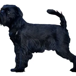 Grifón belga