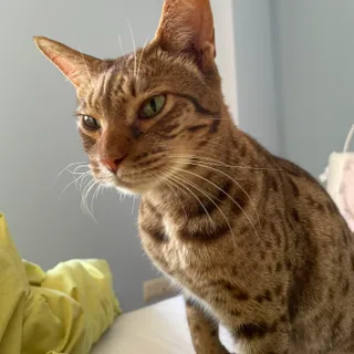 Ocicat