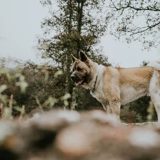Akita Americano