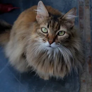 Manx