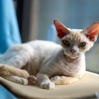 Devon Rex