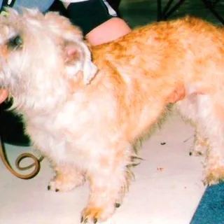 Ierse Glen of Imaalterriër