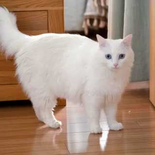 Céleste