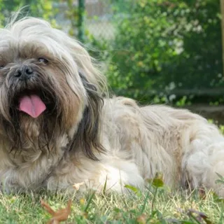 Lhasa Apso
