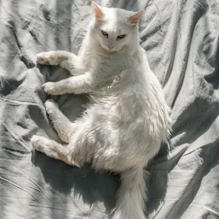 Angora Turco