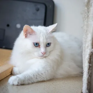 Turkse Angora