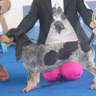 Basset Bleu de Gascogne