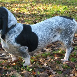 Basset Bleu de Gascogne