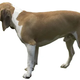 Pequeño Sabueso Suizo