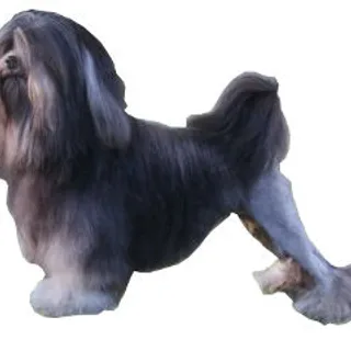 Pequeño Perro León