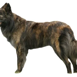 Dutch Shepherd