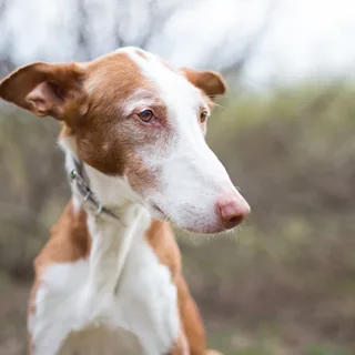 Podenco Ibicenco