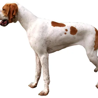 Pointer inglés