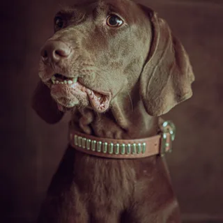 Pudelpointer
