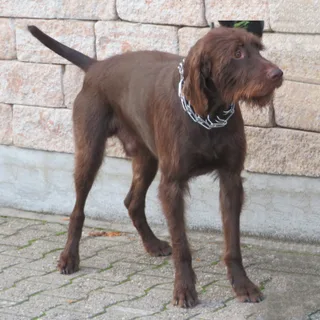 Pudelpointer