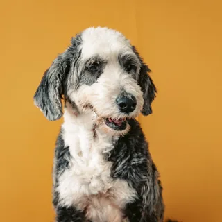 Old English Sheepdog